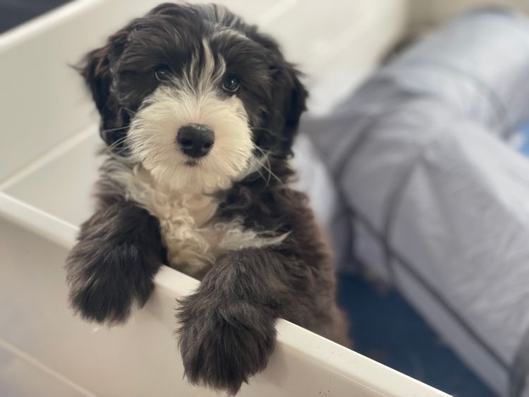 Melbourne Oodles Sheepadoodles