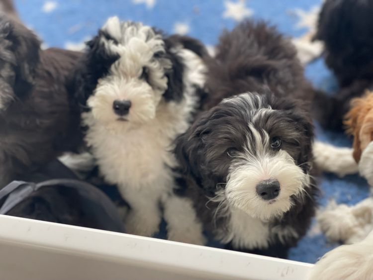 Melbourne Oodles Sheepadoodles