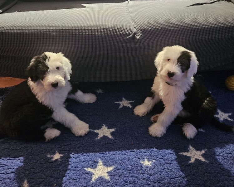 Melbourne Oodles Sheepadoodles