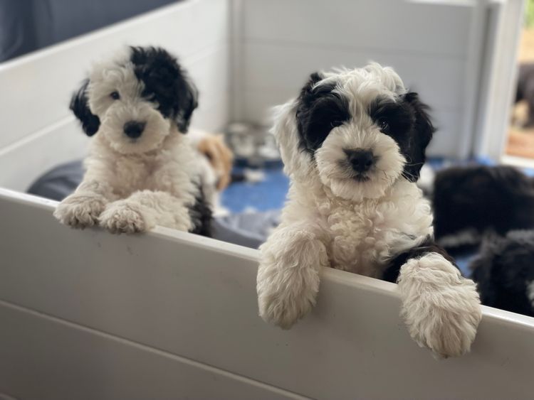 Melbourne Oodles Sheepadoodles