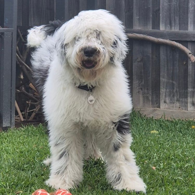 Melbourne Oodles Sheepadoodles