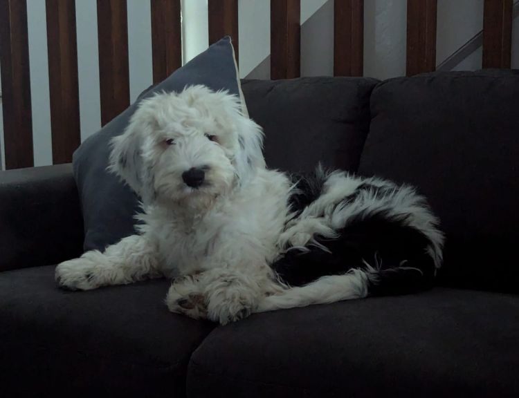 Melbourne Oodles Sheepadoodles