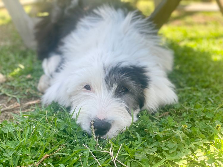 Melbourne Oodles Sheepadoodles