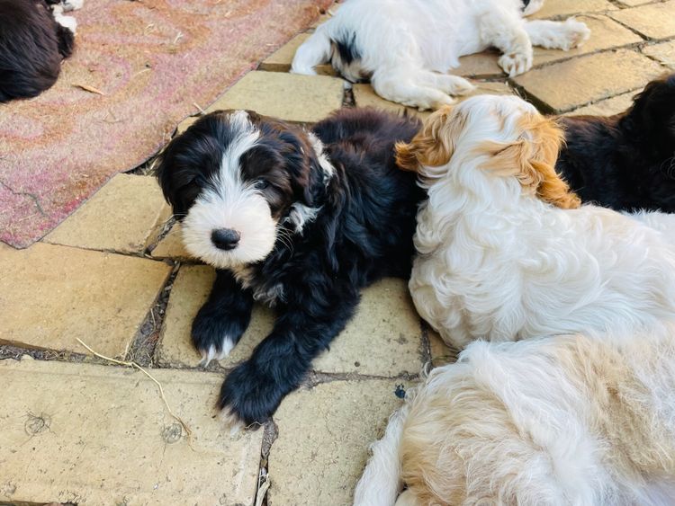 Melbourne Oodles Sheepadoodles