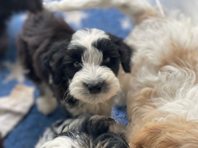Melbourne Oodles Sheepadoodles