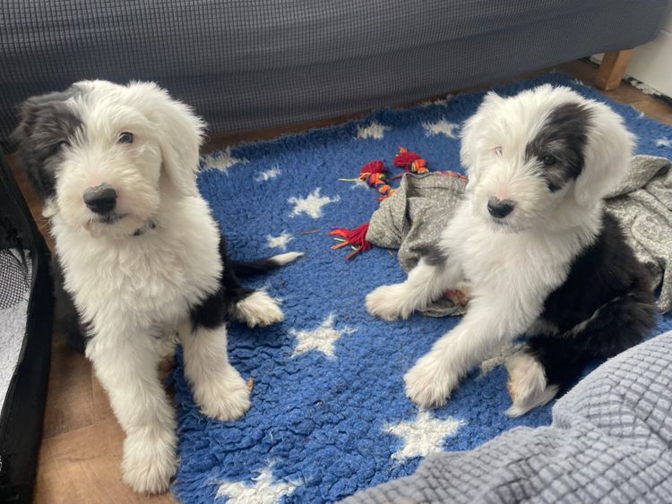 Melbourne Oodles Sheepadoodles