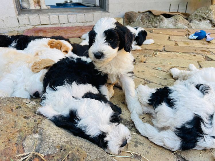 Melbourne Oodles Sheepadoodles