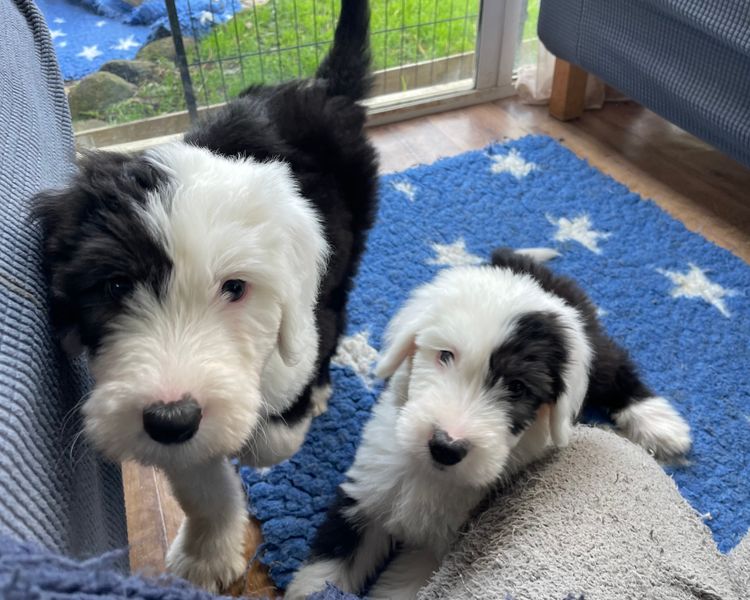 Melbourne Oodles Sheepadoodles
