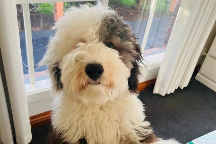 Melbourne Oodles Sheepadoodles