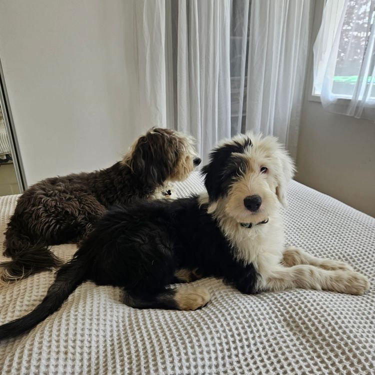 Melbourne Oodles Sheepadoodles