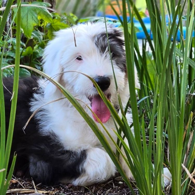 Melbourne Oodles Sheepadoodles