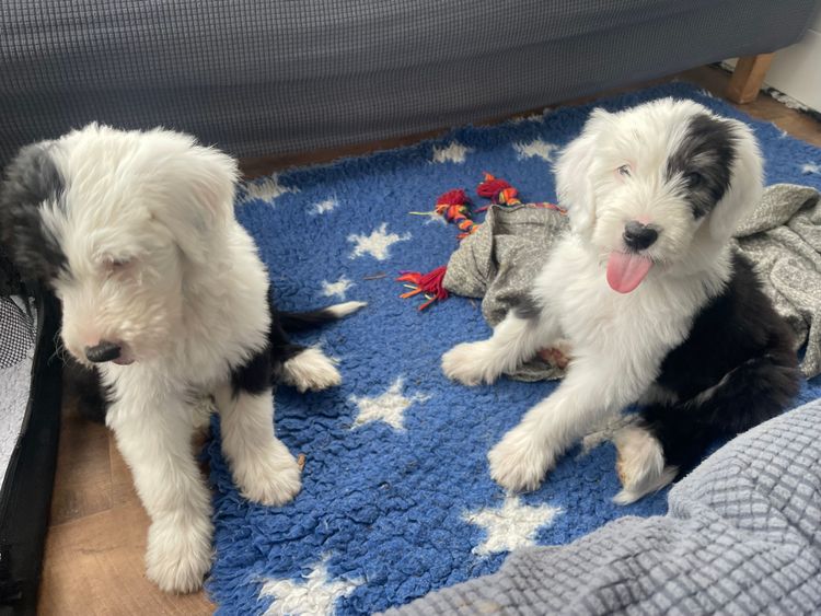 Melbourne Oodles Sheepadoodles