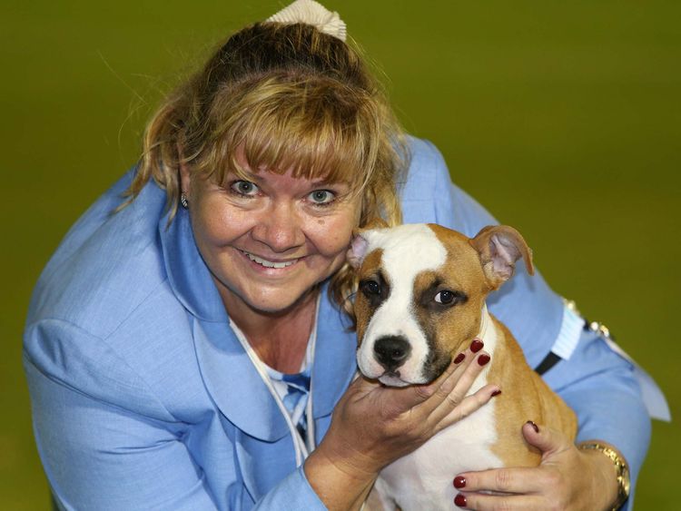 Iroq Amstaffs American Staffordshire Terrier