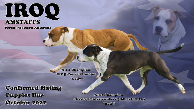 Iroq Amstaffs American Staffordshire Terrier