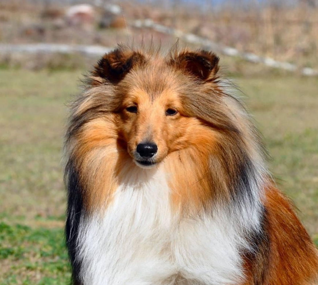 Shelties for deals sale near me