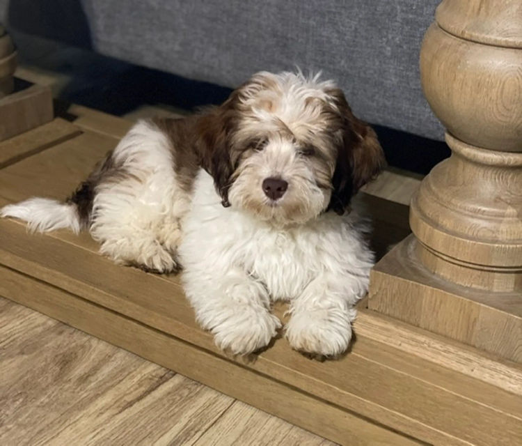 Kerris Havanese