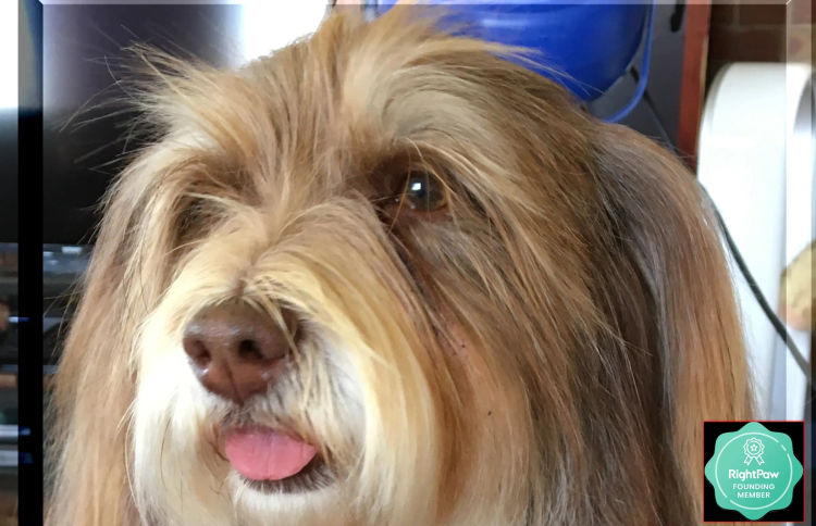 Kerris Havanese