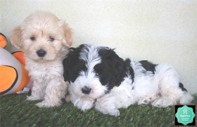 Kerris Havanese