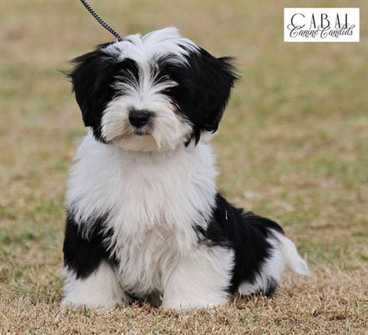 Kerris Havanese