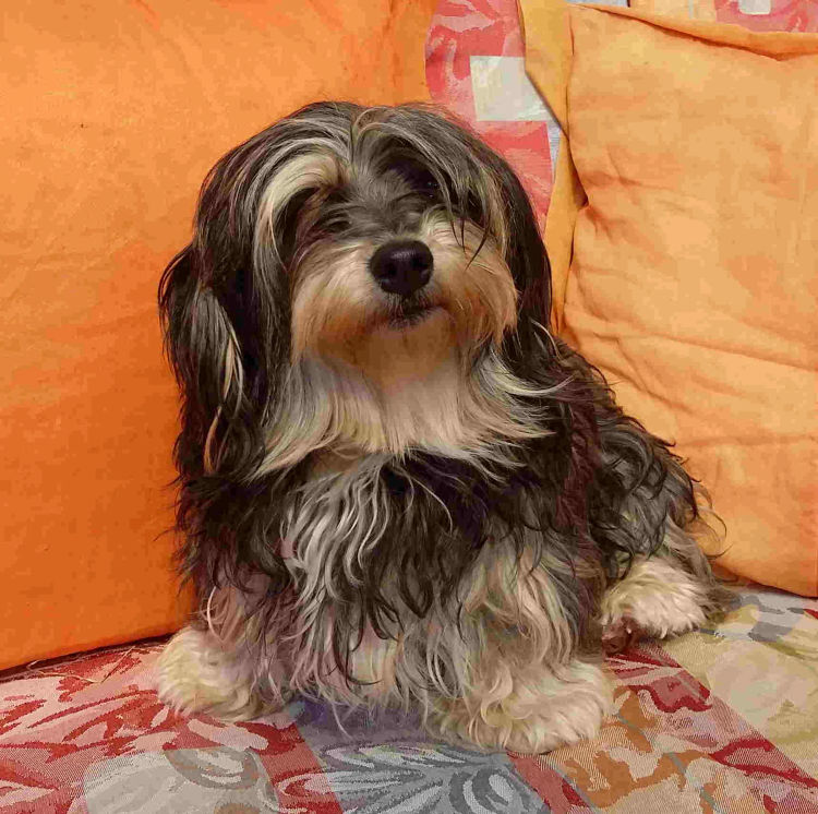 Kerris Havanese