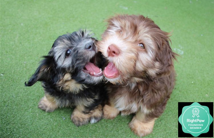 Kerris Havanese