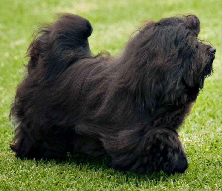 Kerris Havanese