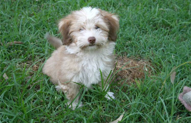 Kerris Havanese
