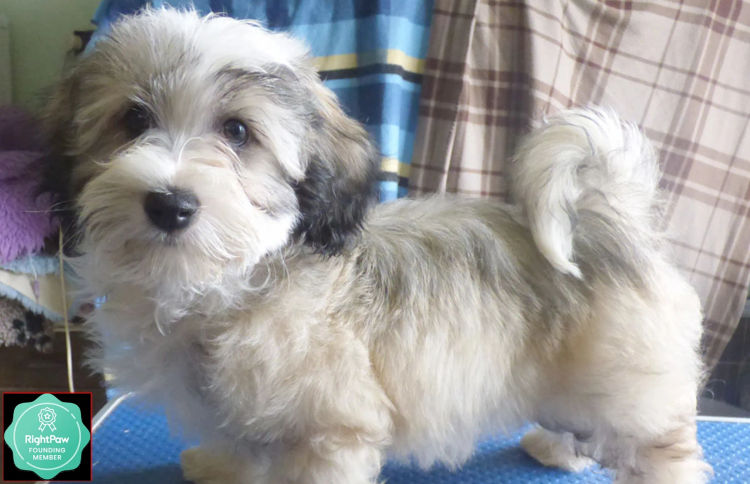 Kerris Havanese