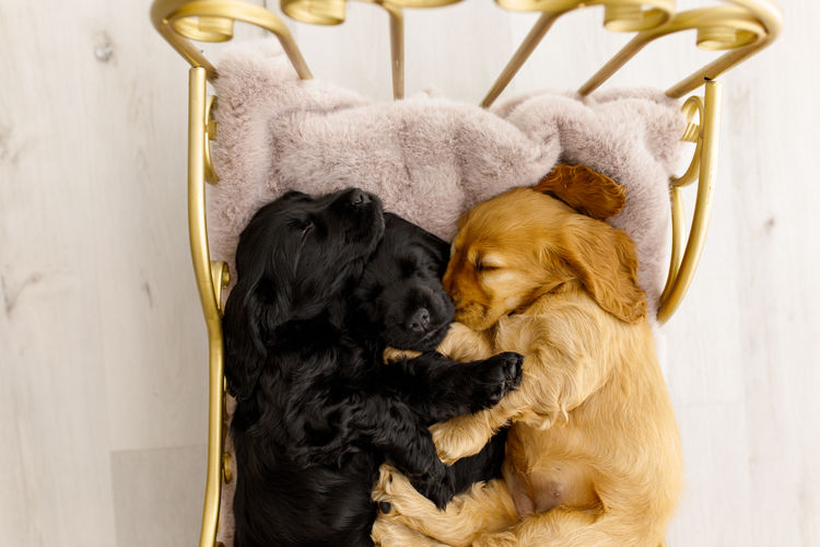 Salls Legacy Cocker Spaniels