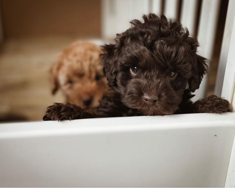 Glenroy Cavoodles South Australia