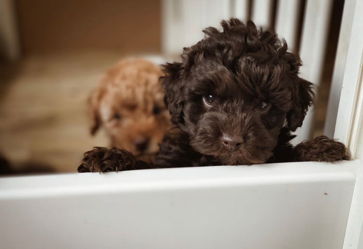 Glenroy Cavoodles South Australia
