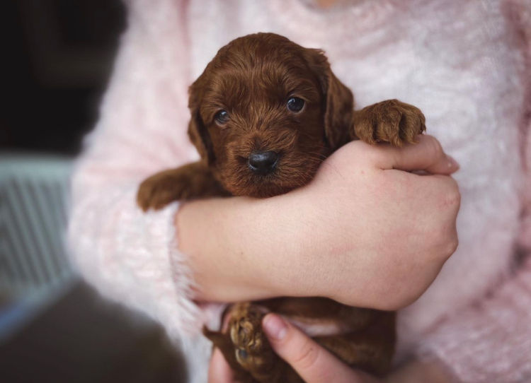 Glenroy Cavoodles South Australia