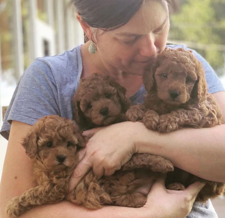 Glenroy Cavoodles South Australia