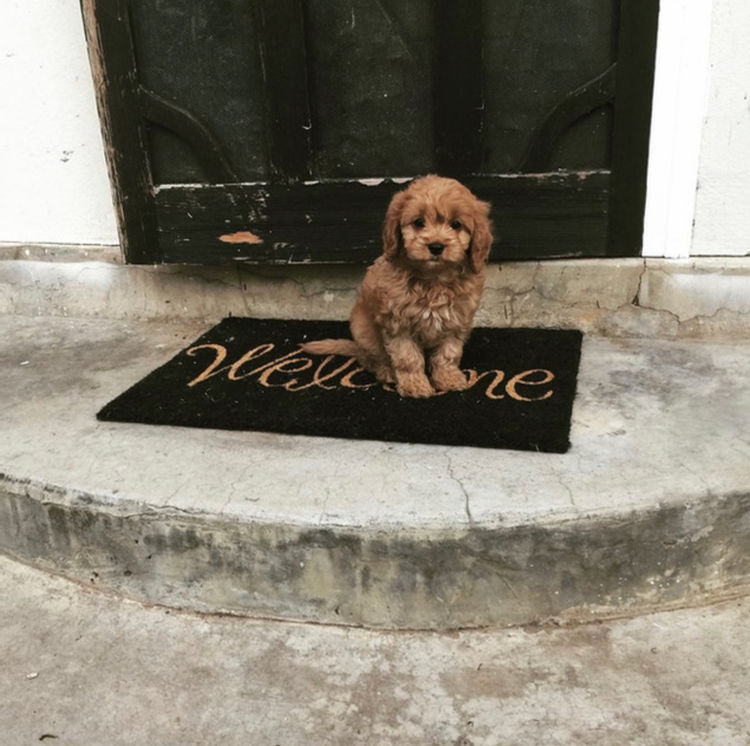 Glenroy Cavoodles South Australia