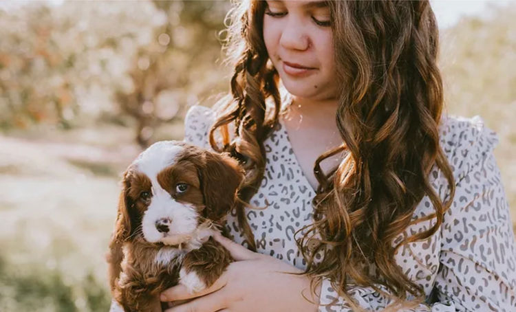 Glenroy Cavoodles South Australia