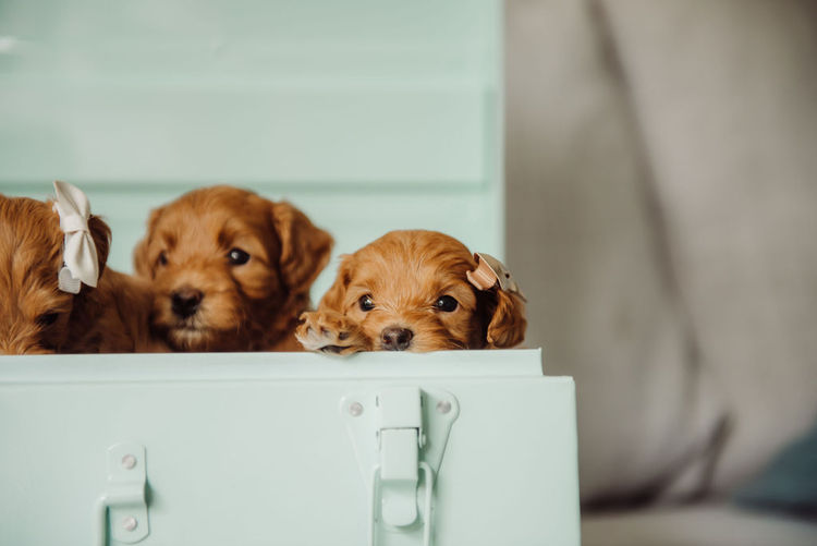Moodles To Love