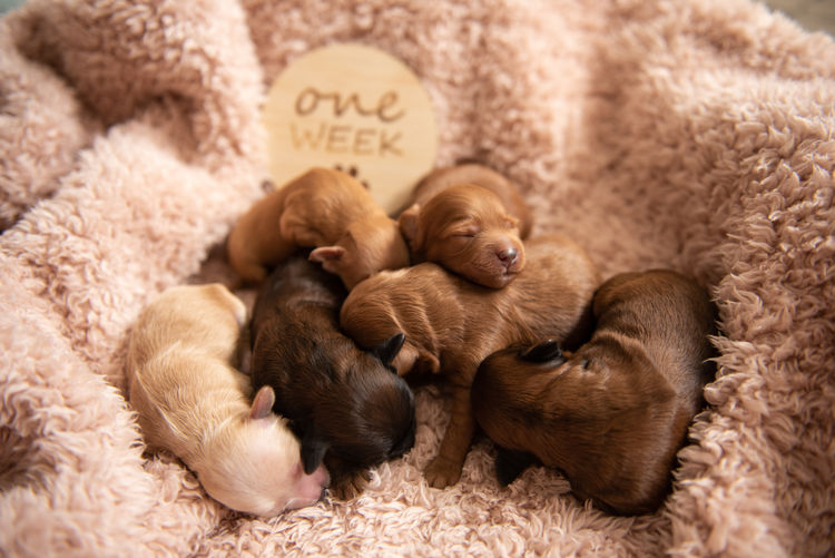 Moodles To Love