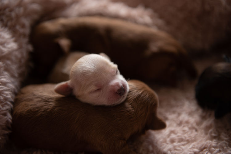 Moodles To Love