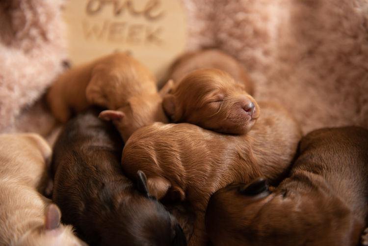 Moodles To Love