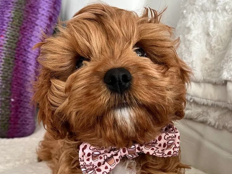Qld Cavoodles First Generation.