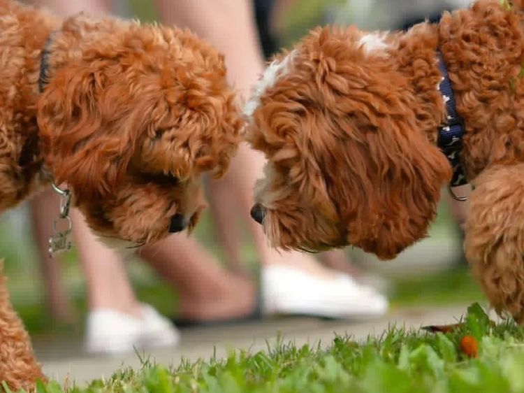 Qld Cavoodles First Generation.