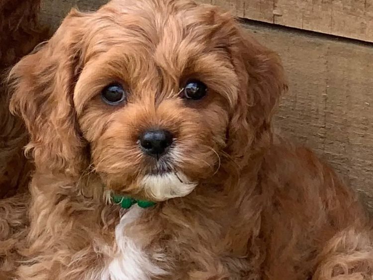 Qld Cavoodles First Generation.