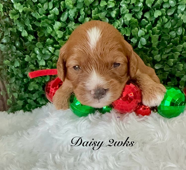 Qld Cavoodles First Generation.