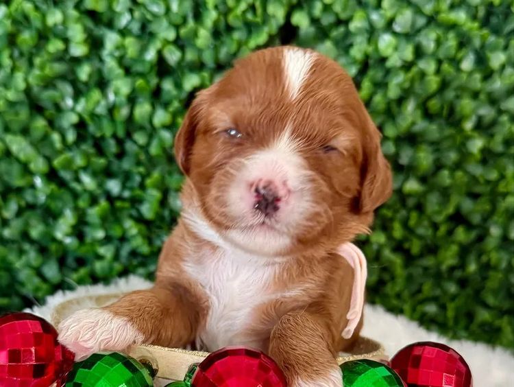 Qld Cavoodles First Generation.