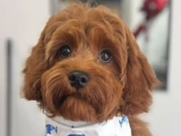 Qld Cavoodles First Generation.