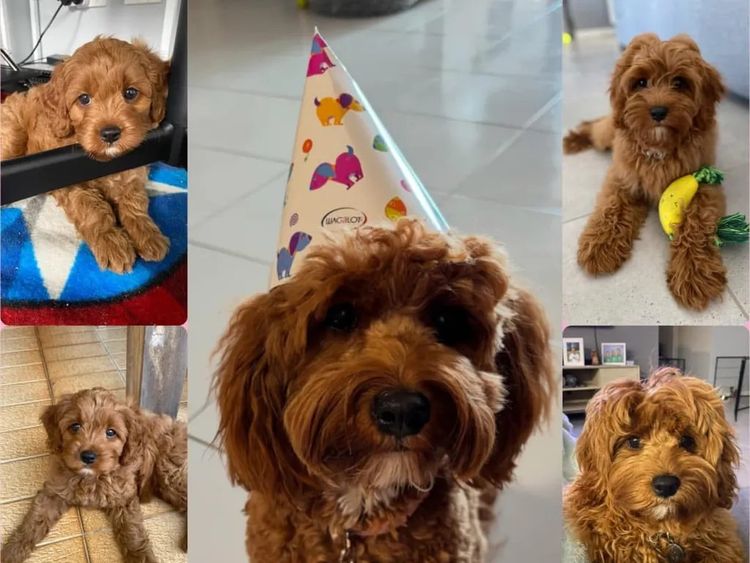 Qld Cavoodles First Generation.
