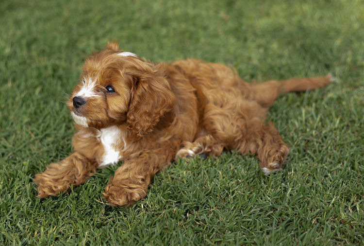 Qld Cavoodles First Generation.