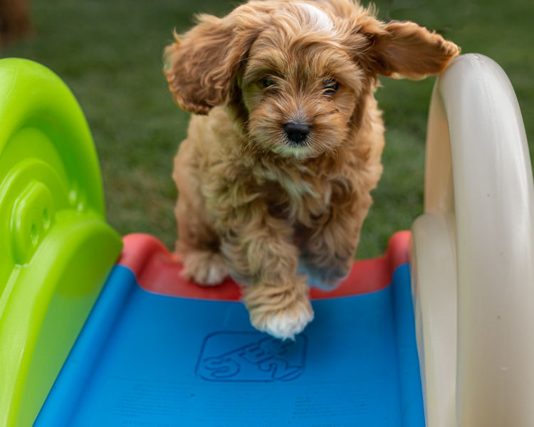 Qld Cavoodles First Generation.