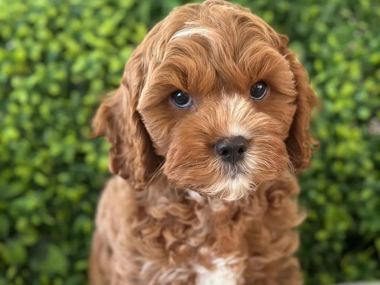 Qld Cavoodles First Generation.