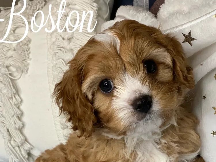 Qld Cavoodles First Generation.